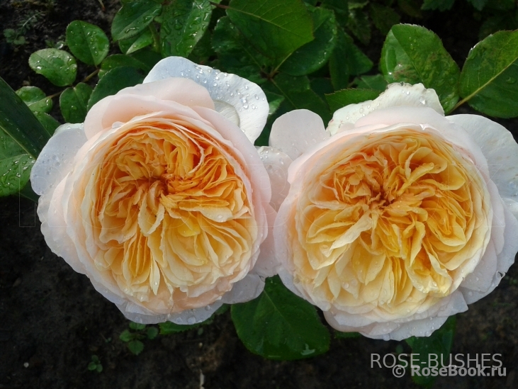 �������. Juliet. (����.)